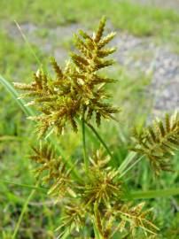 Fotografia da espécie Cyperus esculentus