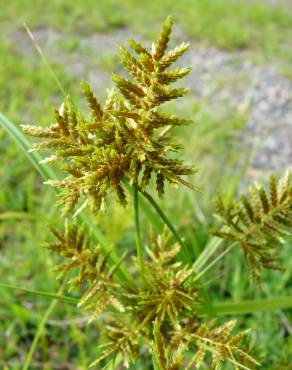 Fotografia 17 da espécie Cyperus esculentus no Jardim Botânico UTAD