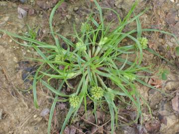 Fotografia da espécie Cyperus michelianus