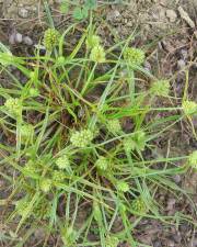 Fotografia da espécie Cyperus michelianus