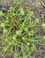 Cyperus michelianus