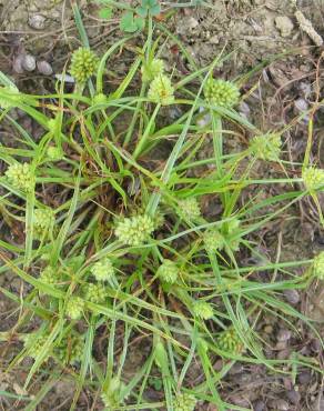 Fotografia 1 da espécie Cyperus michelianus no Jardim Botânico UTAD