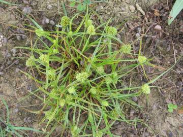 Fotografia da espécie Cyperus michelianus