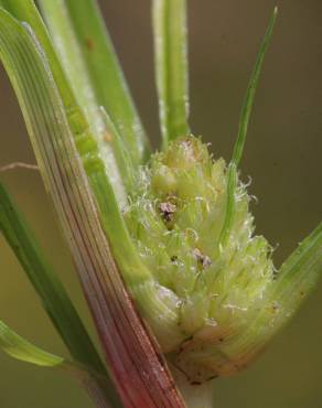 Fotografia 4 da espécie Cyperus michelianus no Jardim Botânico UTAD