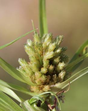 Fotografia 6 da espécie Cyperus michelianus no Jardim Botânico UTAD