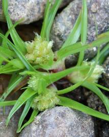 Fotografia da espécie Cyperus michelianus