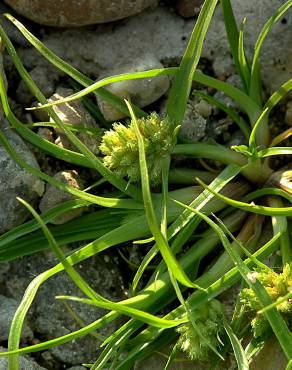 Fotografia 10 da espécie Cyperus michelianus no Jardim Botânico UTAD