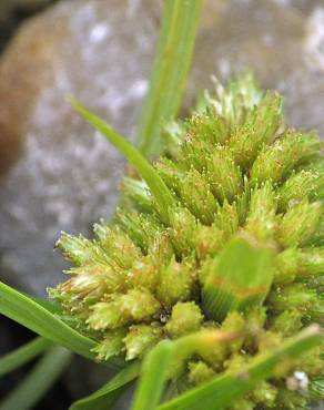 Fotografia 12 da espécie Cyperus michelianus no Jardim Botânico UTAD