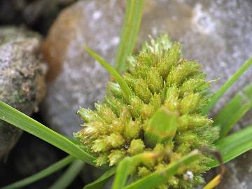 Fotografia da espécie Cyperus michelianus