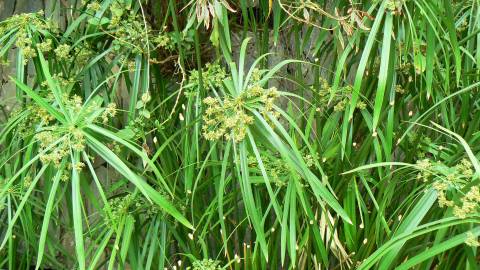 Fotografia da espécie Cyperus involucratus