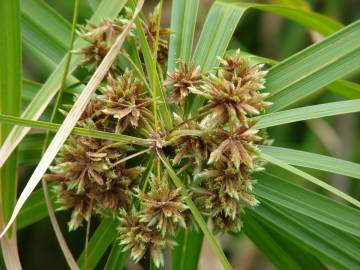 Fotografia da espécie Cyperus involucratus