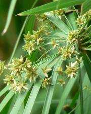 Fotografia da espécie Cyperus involucratus