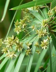 Cyperus involucratus