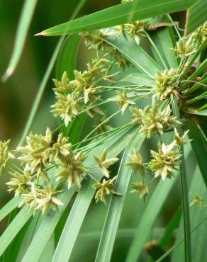 Fotografia 1 da espécie Cyperus involucratus no Jardim Botânico UTAD