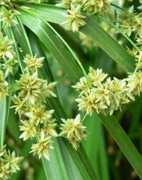 Fotografia 6 da espécie Cyperus involucratus no Jardim Botânico UTAD