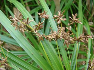 Fotografia da espécie Cyperus involucratus