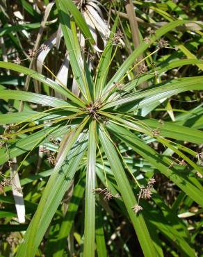 Fotografia 10 da espécie Cyperus involucratus no Jardim Botânico UTAD
