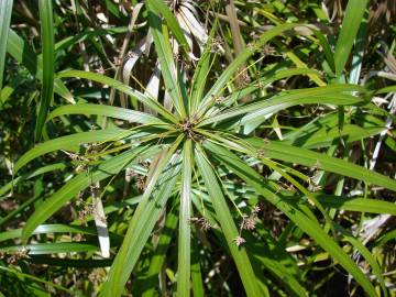 Fotografia da espécie Cyperus involucratus