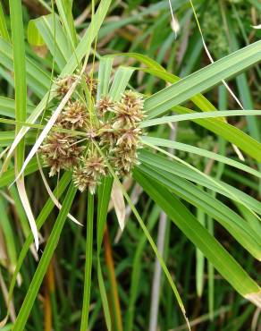 Fotografia 11 da espécie Cyperus involucratus no Jardim Botânico UTAD