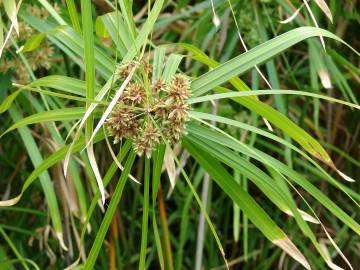 Fotografia da espécie Cyperus involucratus