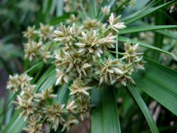Fotografia da espécie Cyperus involucratus