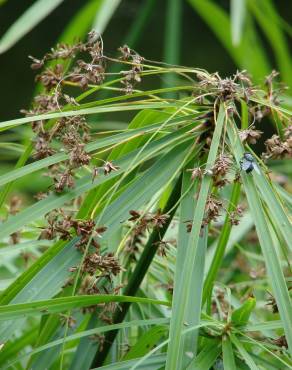 Fotografia 13 da espécie Cyperus involucratus no Jardim Botânico UTAD