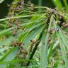 Fotografia 13 da espécie Cyperus involucratus do Jardim Botânico UTAD