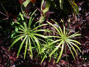 Fotografia da espécie Cyperus involucratus