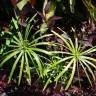 Fotografia 14 da espécie Cyperus involucratus do Jardim Botânico UTAD
