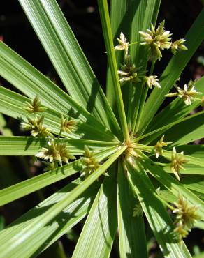 Fotografia 15 da espécie Cyperus involucratus no Jardim Botânico UTAD
