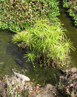 Fotografia 16 da espécie Cyperus involucratus no Jardim Botânico UTAD