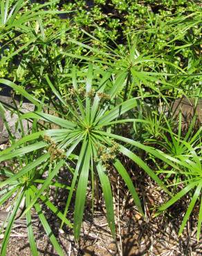 Fotografia 17 da espécie Cyperus involucratus no Jardim Botânico UTAD