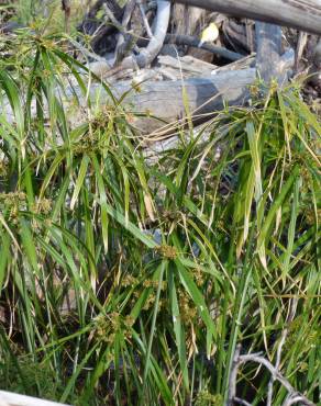Fotografia 19 da espécie Cyperus involucratus no Jardim Botânico UTAD