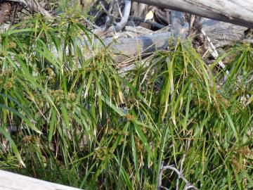 Fotografia da espécie Cyperus involucratus