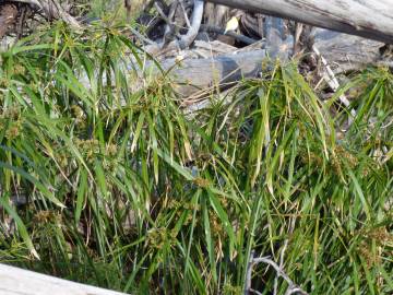 Fotografia da espécie Cyperus involucratus