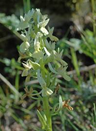 Fotografia da espécie Dactylorhiza romana