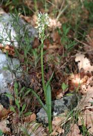 Fotografia da espécie Dactylorhiza romana