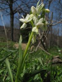 Fotografia da espécie Dactylorhiza romana