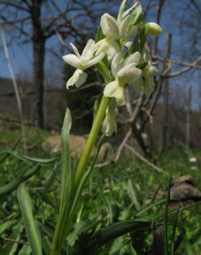 Fotografia 4 da espécie Dactylorhiza romana no Jardim Botânico UTAD