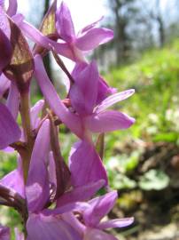 Fotografia da espécie Dactylorhiza romana