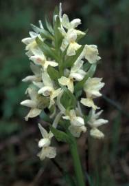 Fotografia da espécie Dactylorhiza romana