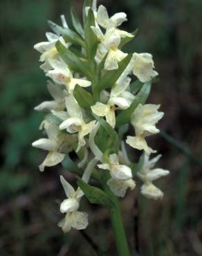 Fotografia 6 da espécie Dactylorhiza romana no Jardim Botânico UTAD