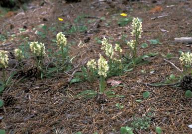 Fotografia da espécie Dactylorhiza romana