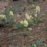 Fotografia 7 da espécie Dactylorhiza romana do Jardim Botânico UTAD