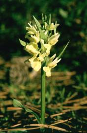 Fotografia da espécie Dactylorhiza romana