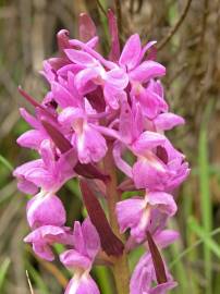 Fotografia da espécie Dactylorhiza romana