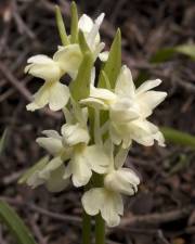 Fotografia da espécie Dactylorhiza romana