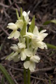 Fotografia da espécie Dactylorhiza romana