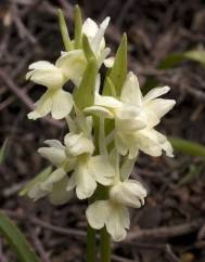 Dactylorhiza romana