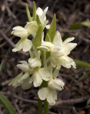 Fotografia 1 da espécie Dactylorhiza romana no Jardim Botânico UTAD